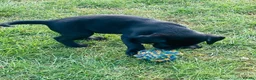 Labrador Retriever dogs for sale: Black Labrador dog puppy  - Advert 4