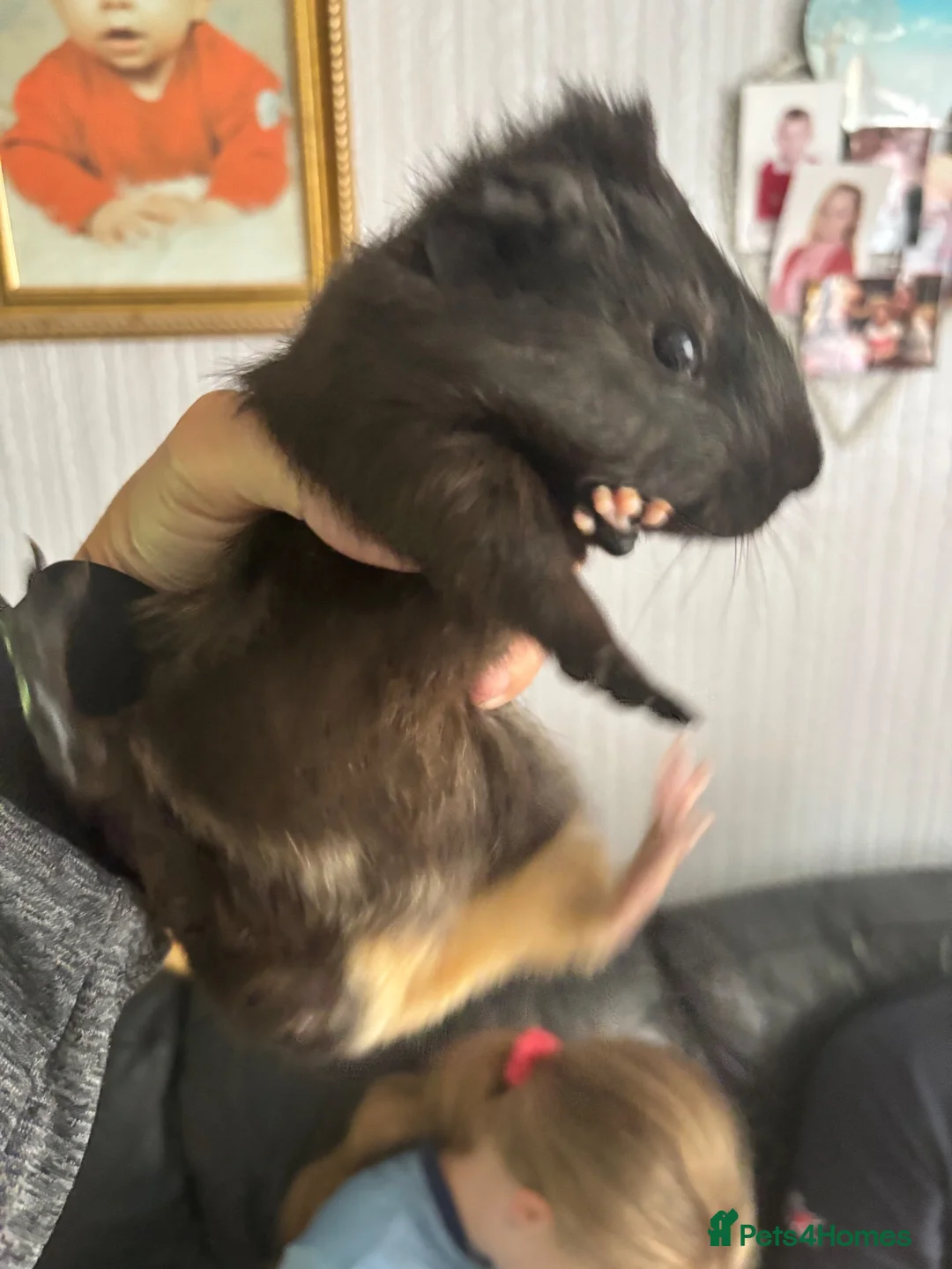 Guinea Pig rodents for sale: Baby guinea pigs for sale  - Advert 3