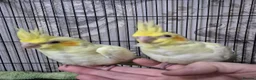 Cockatiels birds for sale: Hand tame baby cockatiel  in Abertillery - Advert 2