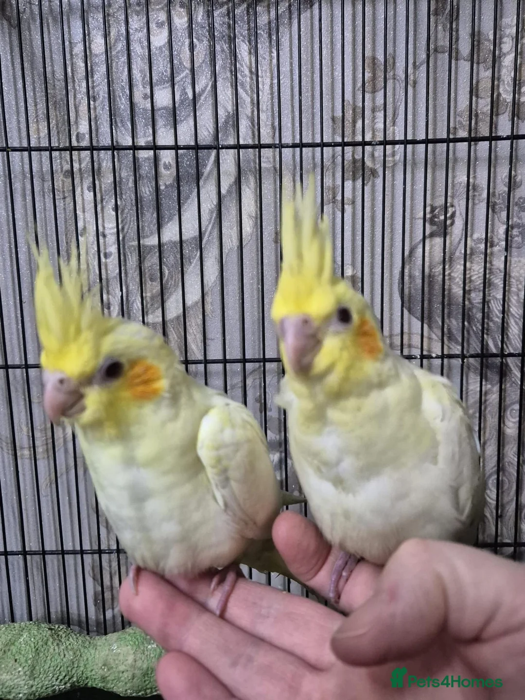 Cockatiels birds for sale: Hand tame baby cockatiel  in Abertillery - Advert 2
