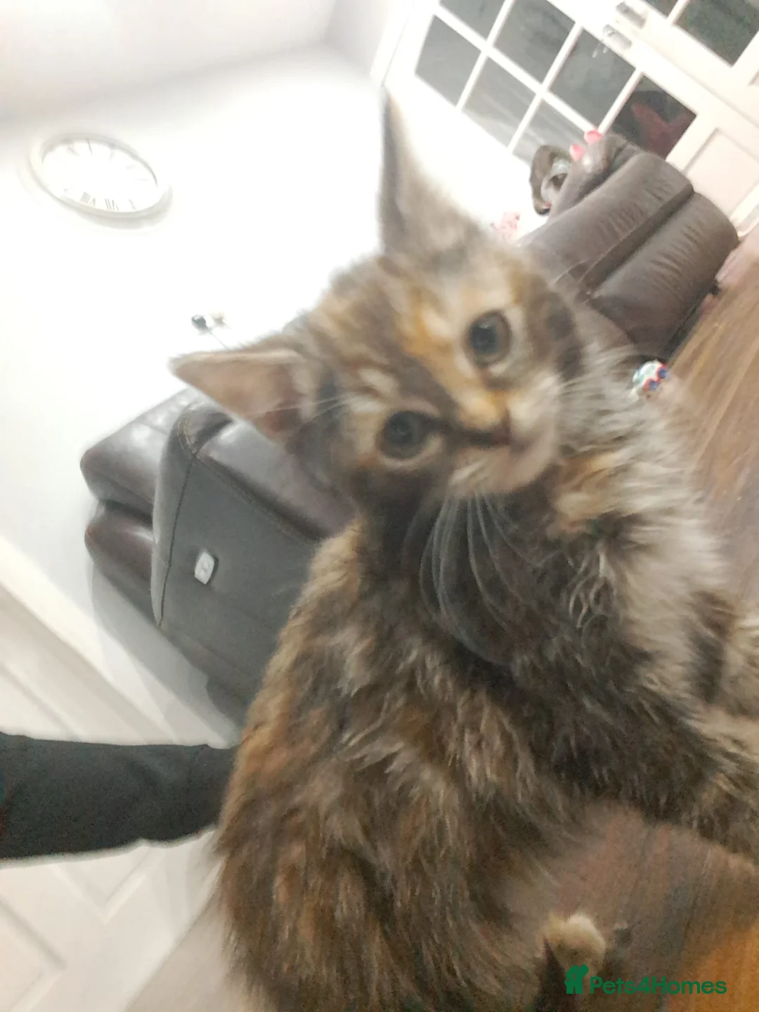 American Shorthair cats for sale: Female shorthair 3 months old - Advert 4