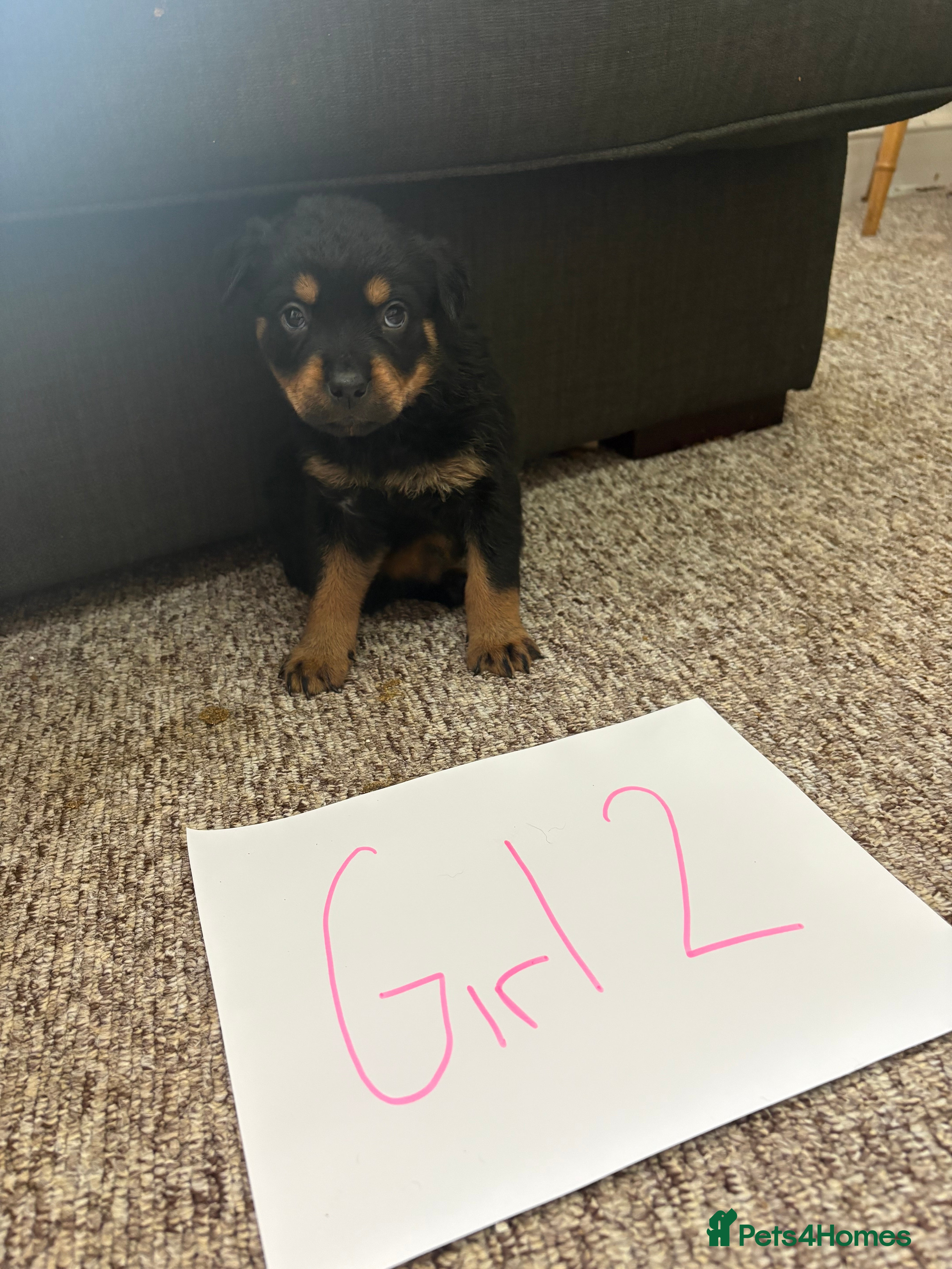 Rottweiler Puppy 7