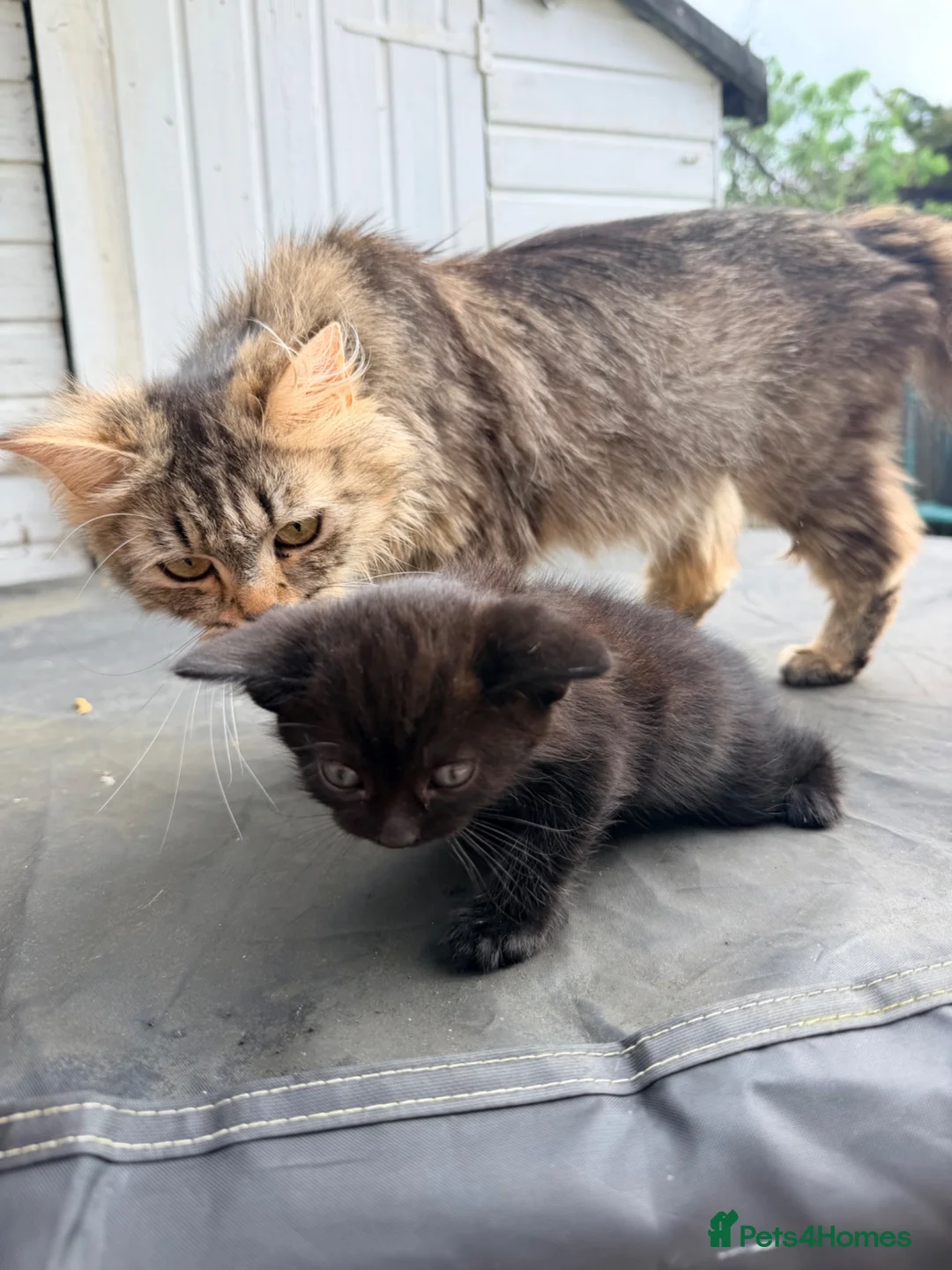 Mixed Breed cats for sale: Kitten  in Edgware - Advert 2