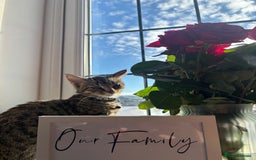 Domestic Shorthair cats for sale: Two male tabby cats  - Image 2