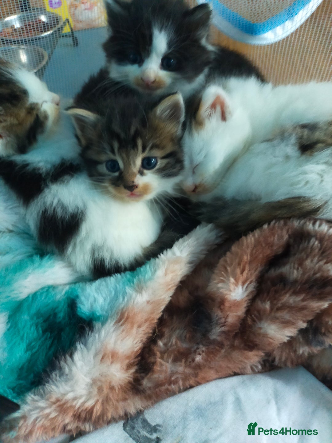 Mixed Breed cats for sale: Four lovely fluffy kittens  - Image 2