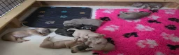 Frug dogs for sale:  Stunning Frug puppies  - Advert 5