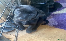 Labrador Retriever dogs for sale: 10 Beautiful black Labrador puppies - Image 31