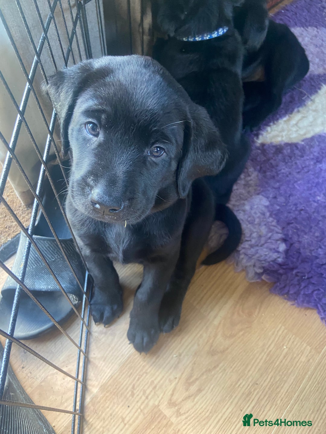 Labrador Retriever dogs for sale: 10 Beautiful black Labrador puppies - Image 31
