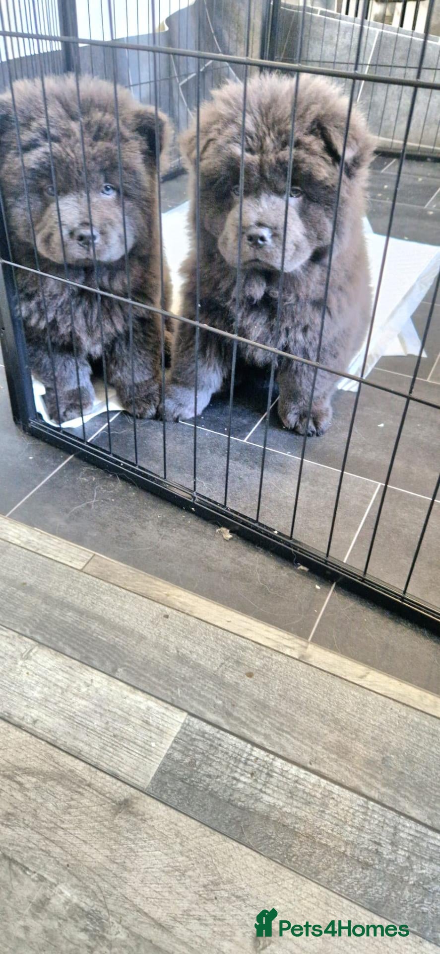 Chow Chow dogs Last ones remaining Ready Now Chow Puppy's 💙💓 - Advert 5