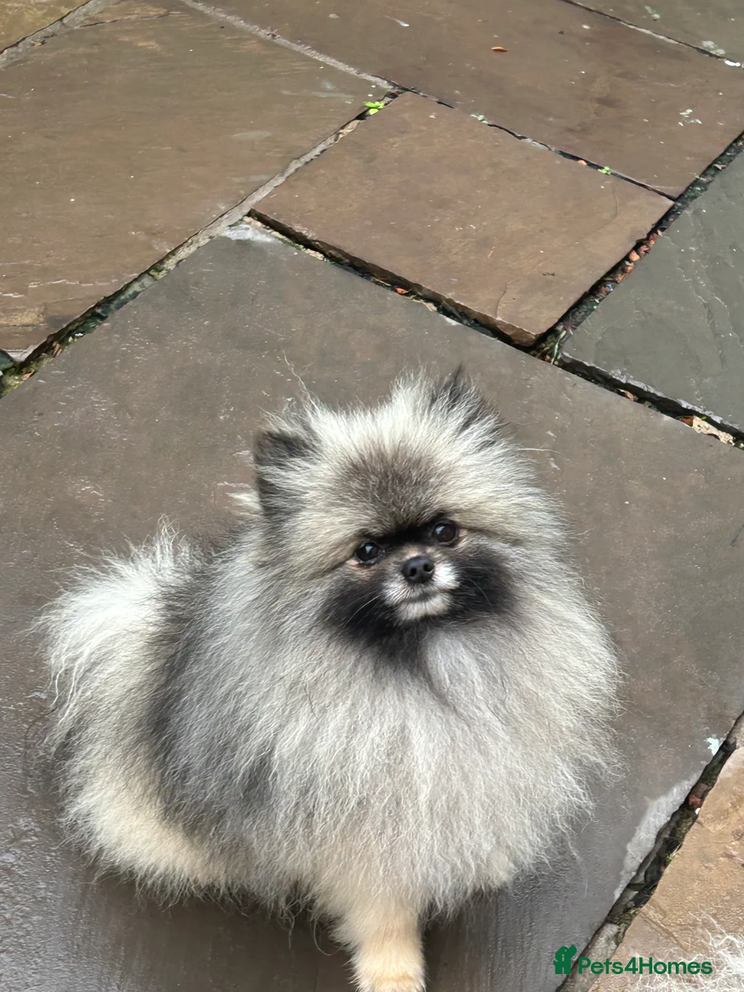 Pomeranian dogs for stud: Outstanding Tiny Stud Boy kc in Pontefract - Advert 6