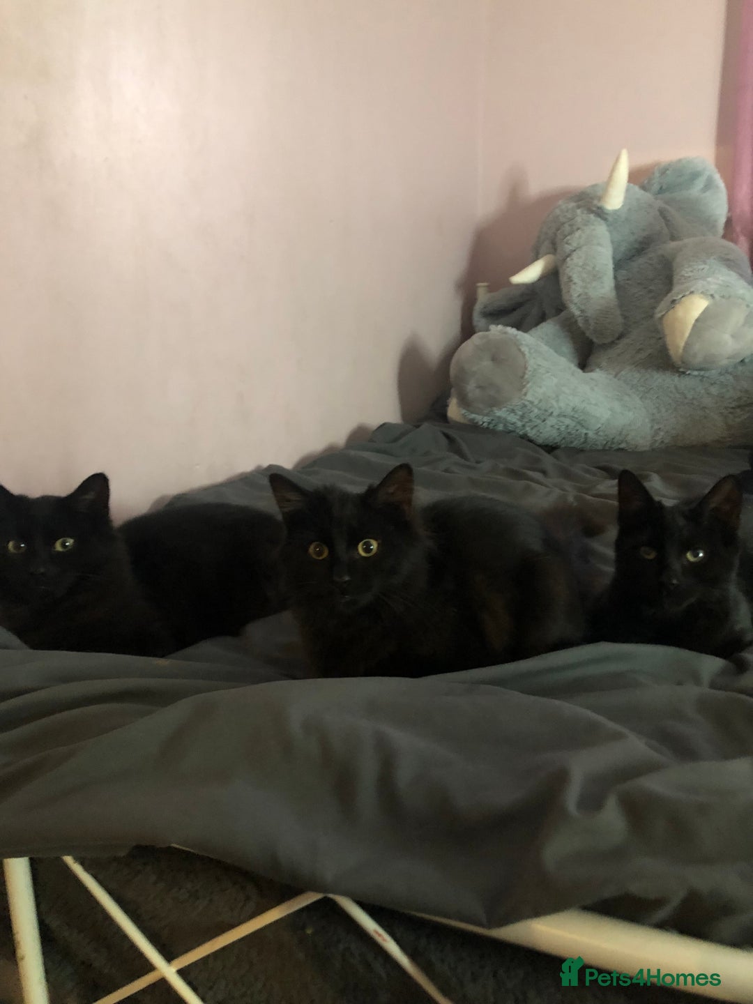 Domestic Shorthair cats for sale: 4 kittens 🐈‍⬛  - Image 4