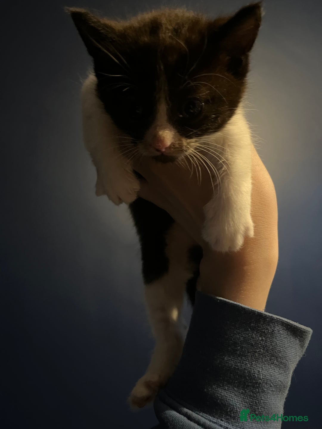 Mixed Breed cats for sale: Adorable kittens  - Image 10