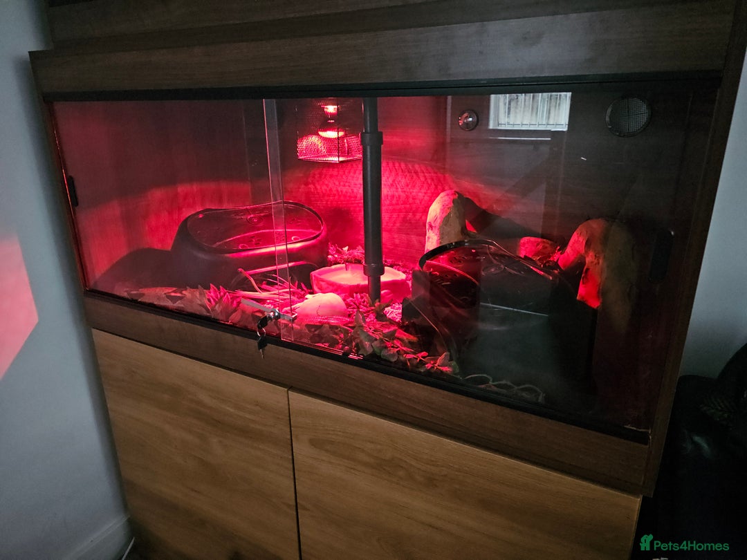 Boa Snake reptiles for sale: Common Boa - Advert 4