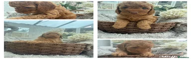 Cockapoo 5
