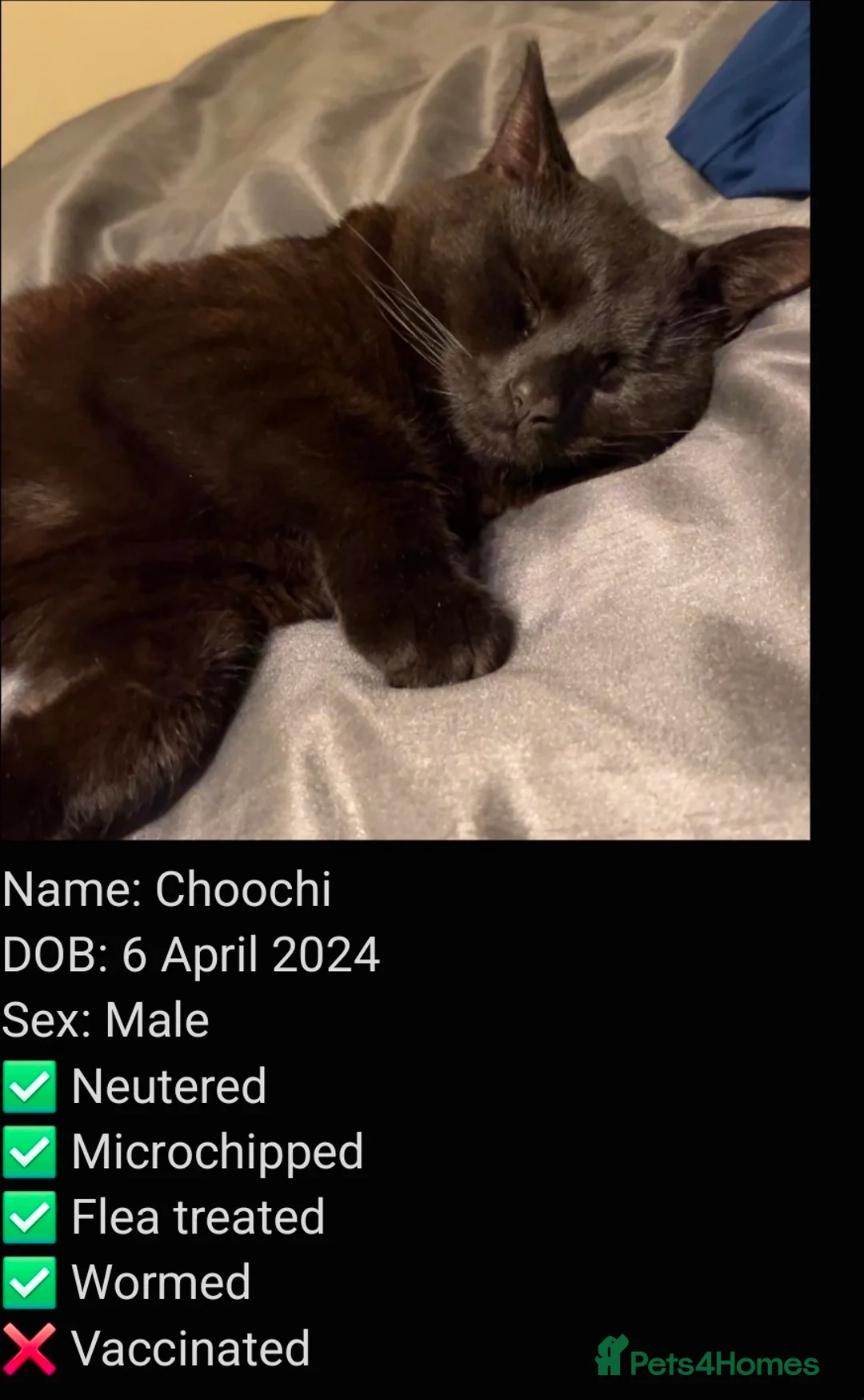 Mixed Breed cats for adoption: Choochi the foster tom cat needs indoor home - Advert 2