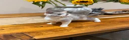 British Shorthair cats for sale: READY NEXT WEEK - FULL PEDIGREE REGISTERED BSH - Advert 12