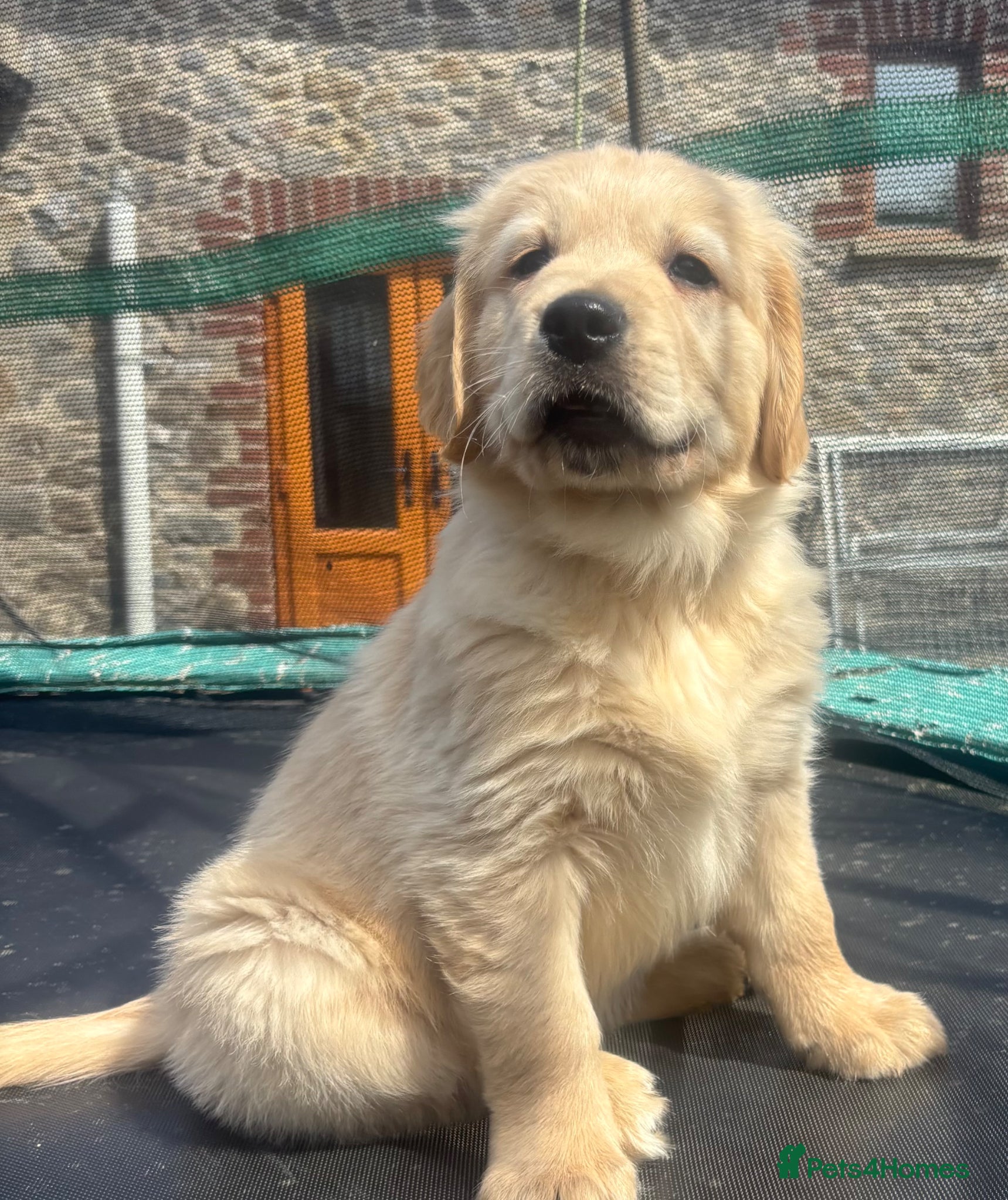 Golden Retriever dogs KC golden retriever pups health tested parents  - Advert 2