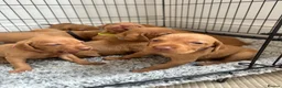 Hungarian Vizsla dogs for sale: Champion KC registered Hungarian Vizsla puppies  - Advert 8