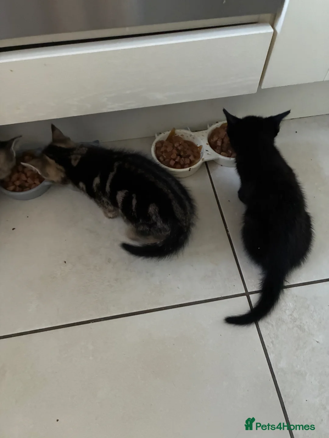 Mixed Breed cats for sale: 5 kittens - Advert 2