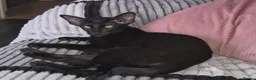 Oriental cats for sale: Lovely black oriental - Advert 3