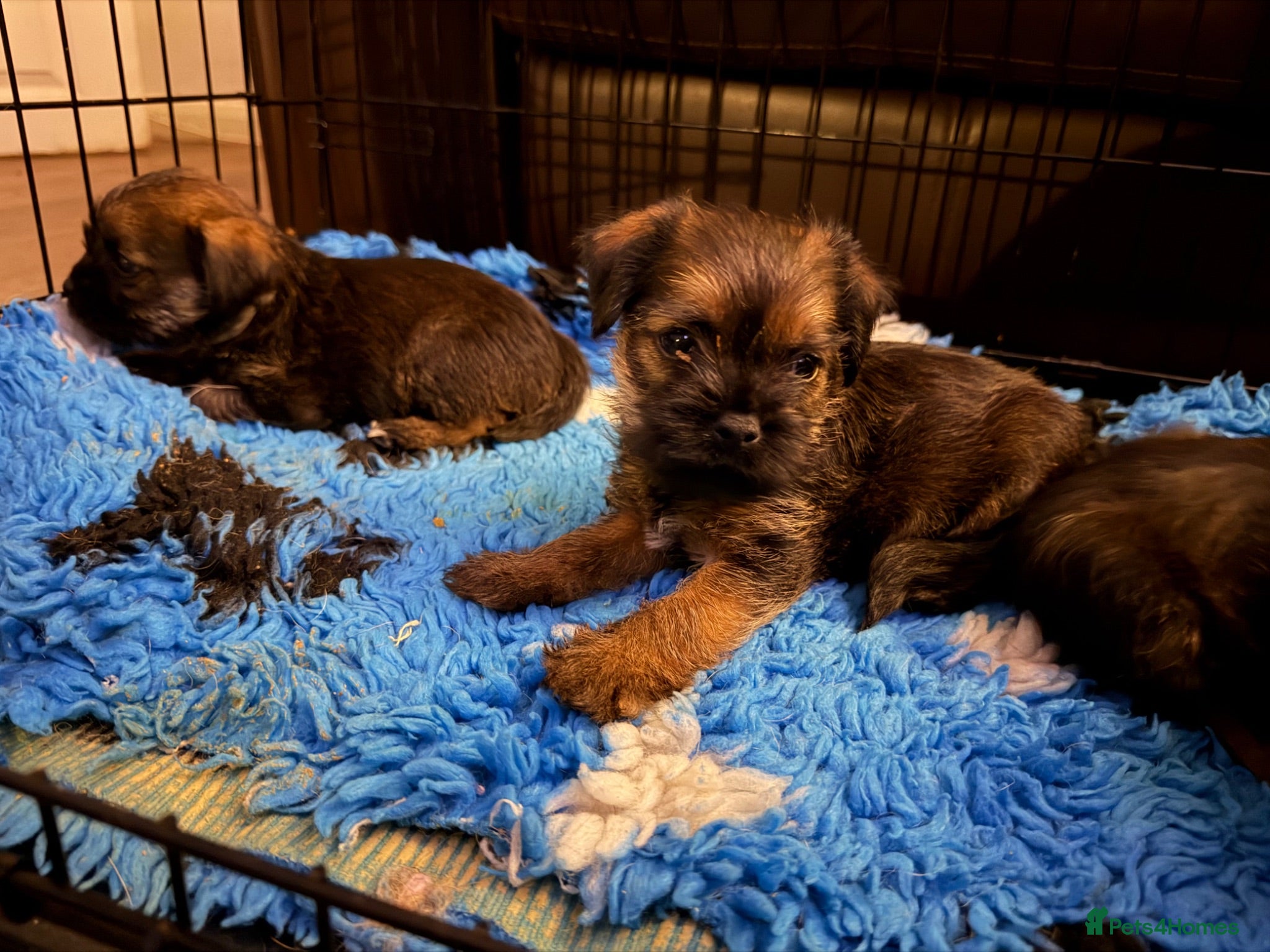Border Terrier dogs Stunning slem free KC reg border terrier girls  - Advert 6