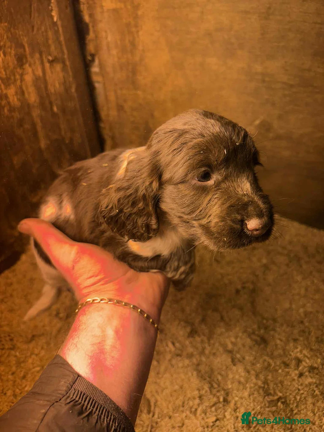 Cocker Spaniel dogs for sale: Cocker spaniel puppies show cocker x working cocke - Advert 4