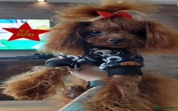 Toy Poodle dogs for sale:  🐩✨ Exceptionally Tiny Red Toy Poodles ✨🐩 - Image 9