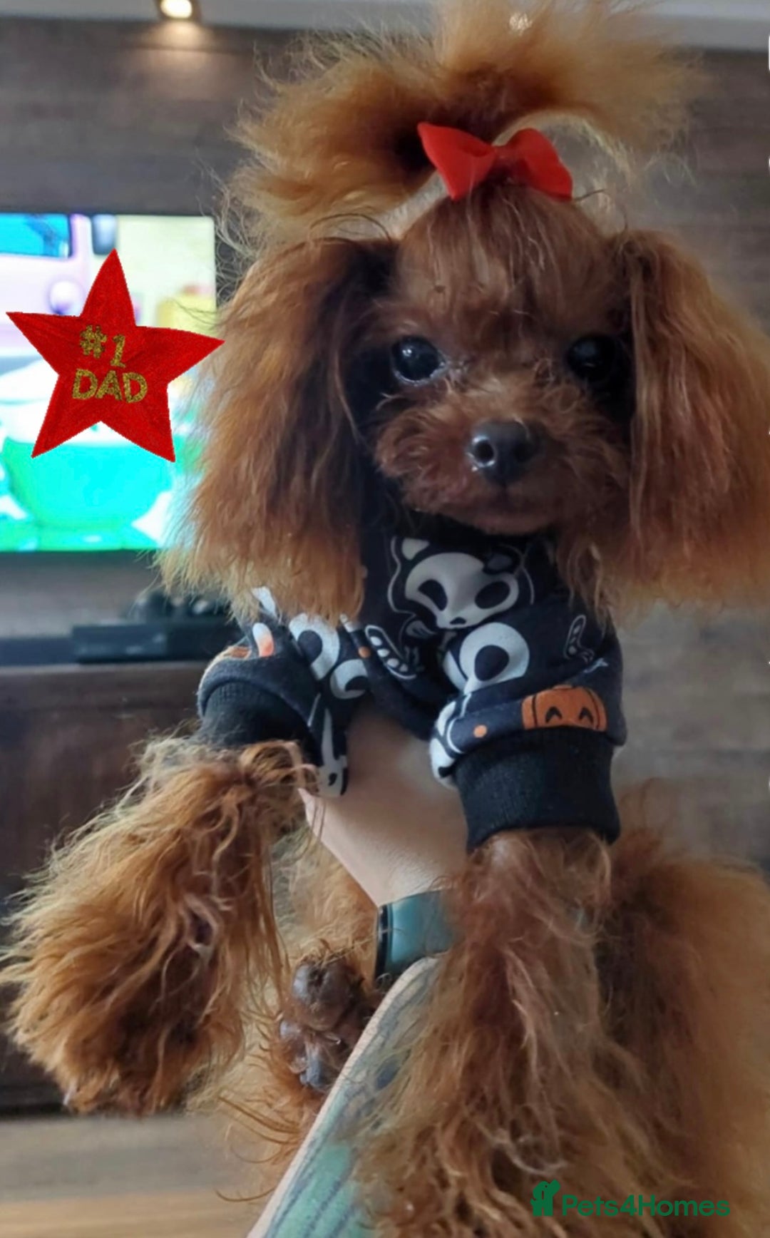 Toy Poodle dogs for sale:  🐩✨ Exceptionally Tiny Red Toy Poodles ✨🐩 - Image 9