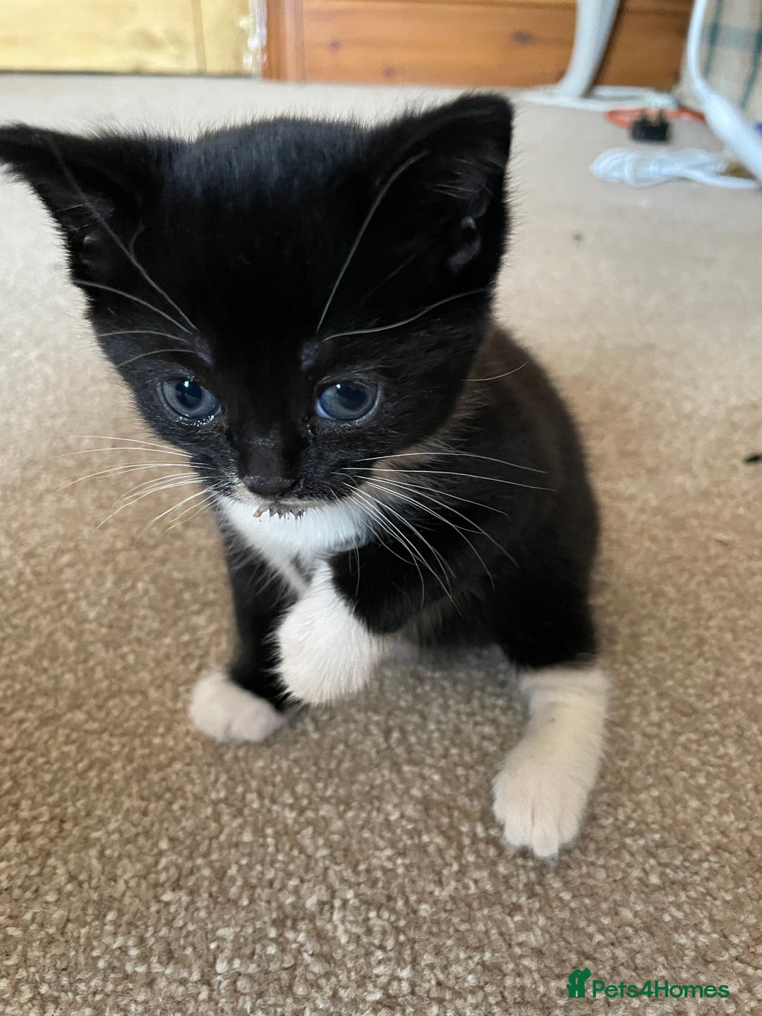 Mixed Breed cats for sale: Russian Blue/tuxedo cross kittens - Image 7