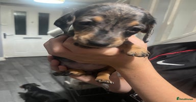 Dachshund dogs - Advert 5