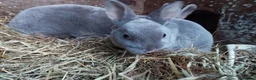 Rex rabbits for sale: Stunning baby blue, mini rex  - Advert 7