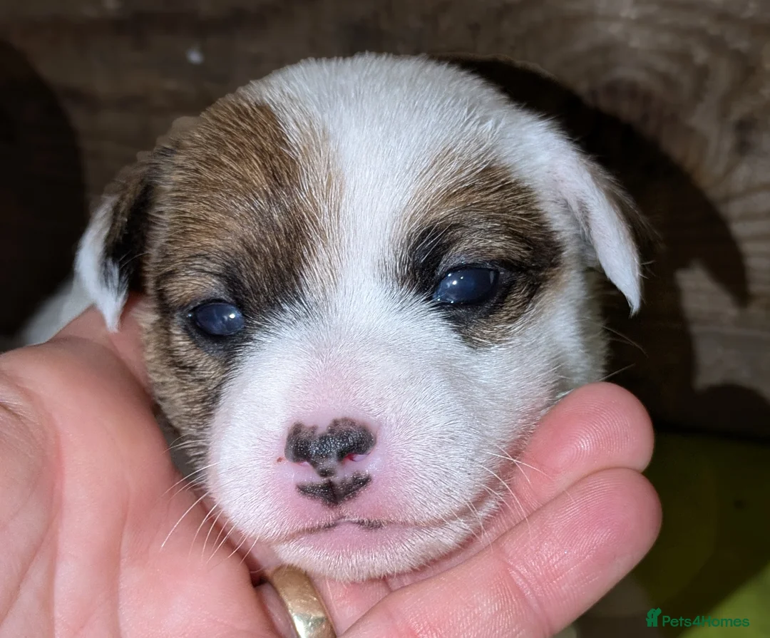 Jack Russell dogs for sale: Jack Russell Puppies - Advert 16