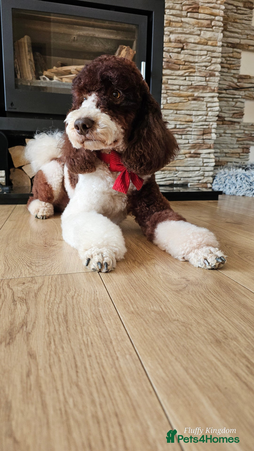 Labradoodle dogs for stud: FULLY HEALTH TESTED MOYEN POODLE STUD! in Kettering - Image 8