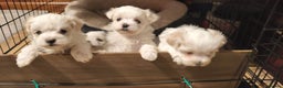 Maltese dogs for sale: Maltese puppys  - Advert 1