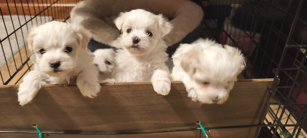 Maltese dogs for sale: Maltese puppys  - Advert 1
