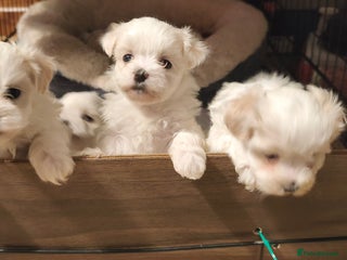 Maltese dogs Maltese puppys - Advert 11