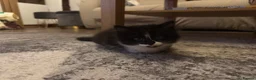 Mixed Breed cats for sale: 3 gorgeous kittens available to leave now! - Advert 25