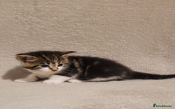 Russian Blue cats for sale: Kittens for sale - Advert 9