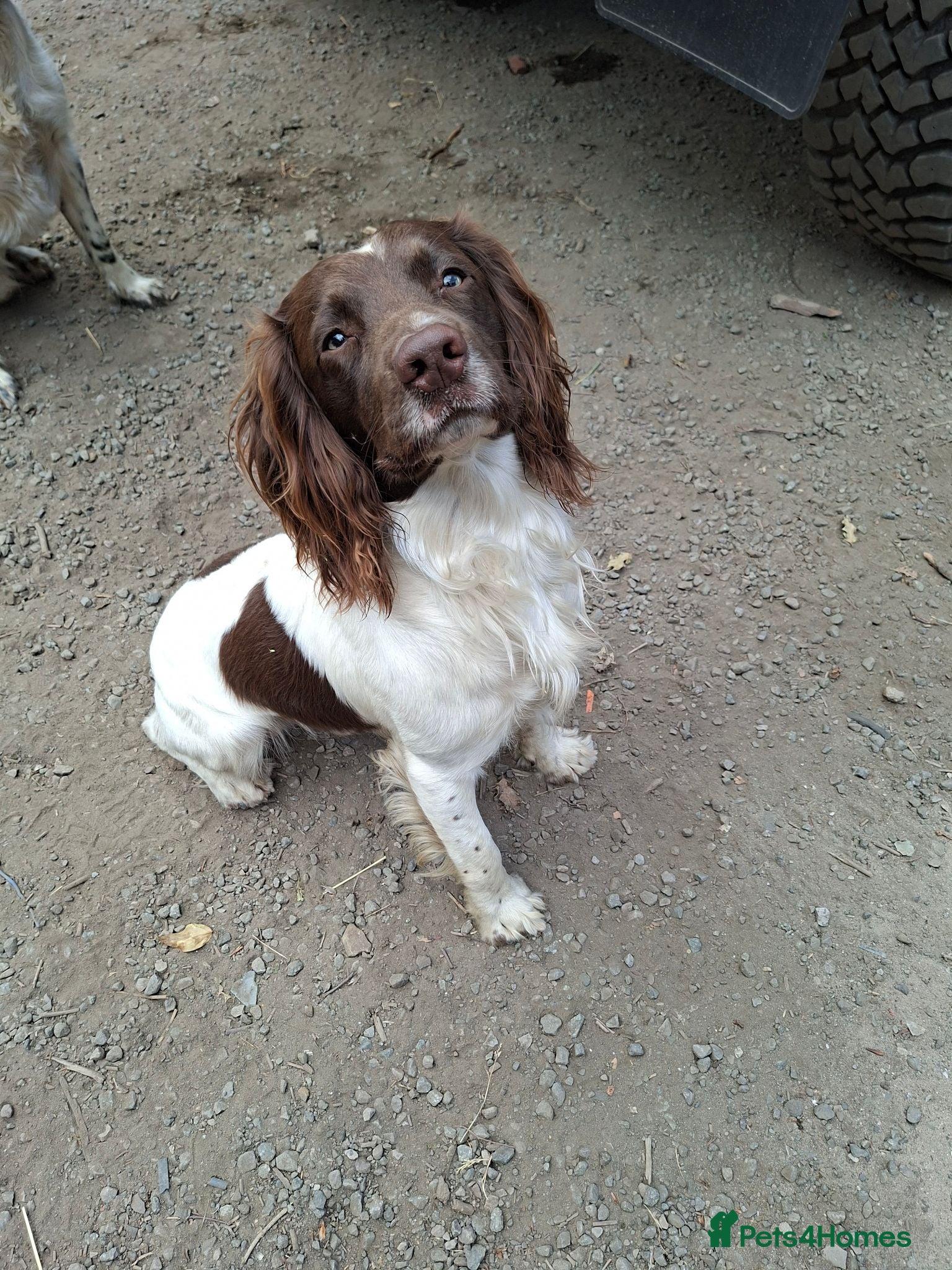 English Springer Spaniel dogs Liver/white PROVEN KC registered springer stud - Advert 14