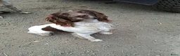 English Springer Spaniel dogs for stud: Liver/white PROVEN KC registered springer stud - Advert 1