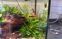 Shrimps fish for sale: Multiple fish & shrimp, please see description  - Image 11