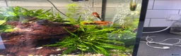 Shrimps fish for sale: Multiple fish & shrimp, please see description  - Advert 11