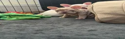 French Bulldog dogs for sale: New Shades Puppies/ DNA 🧬 Tested Parents  - Advert 9