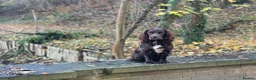 Cocker Spaniel dogs for stud: Working Cocker Spaniel For Stud - Advert 7