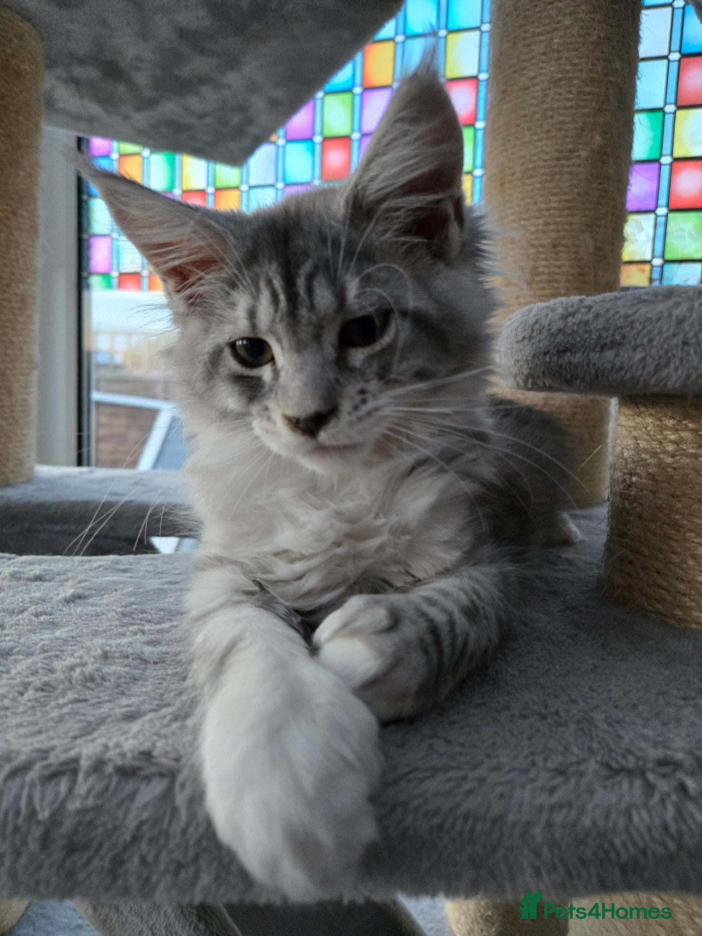 Maine Coon cats for sale: ACTIVE 7777 poly t💕💕💕READY NOW. *TiCA reg  - Advert 3