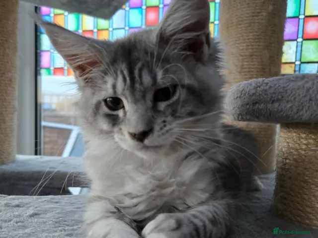 Maine Coon cats for sale: ACTIVE 7777 poly t💕💕💕READY NOW. *TiCA reg - Advert 3