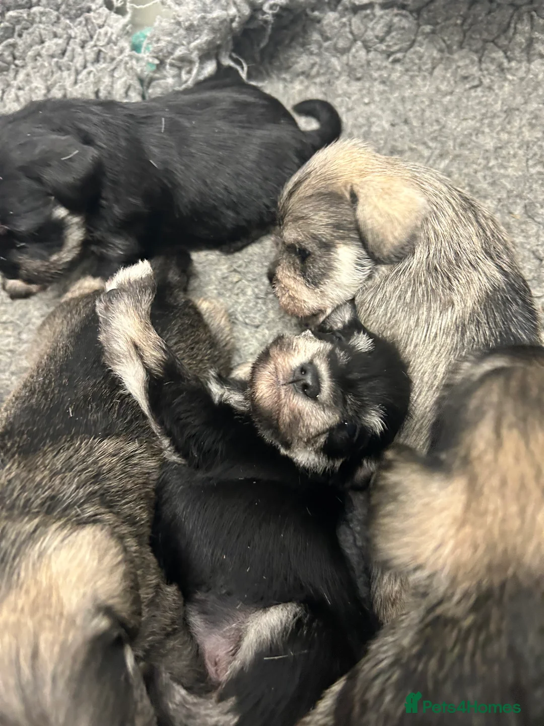 Miniature Schnauzer dogs for sale: Mini Schnauzer  - Advert 11