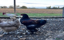 Hens poultry for sale: Rare Buff Brahma Boys-calm and stunning - Image 9