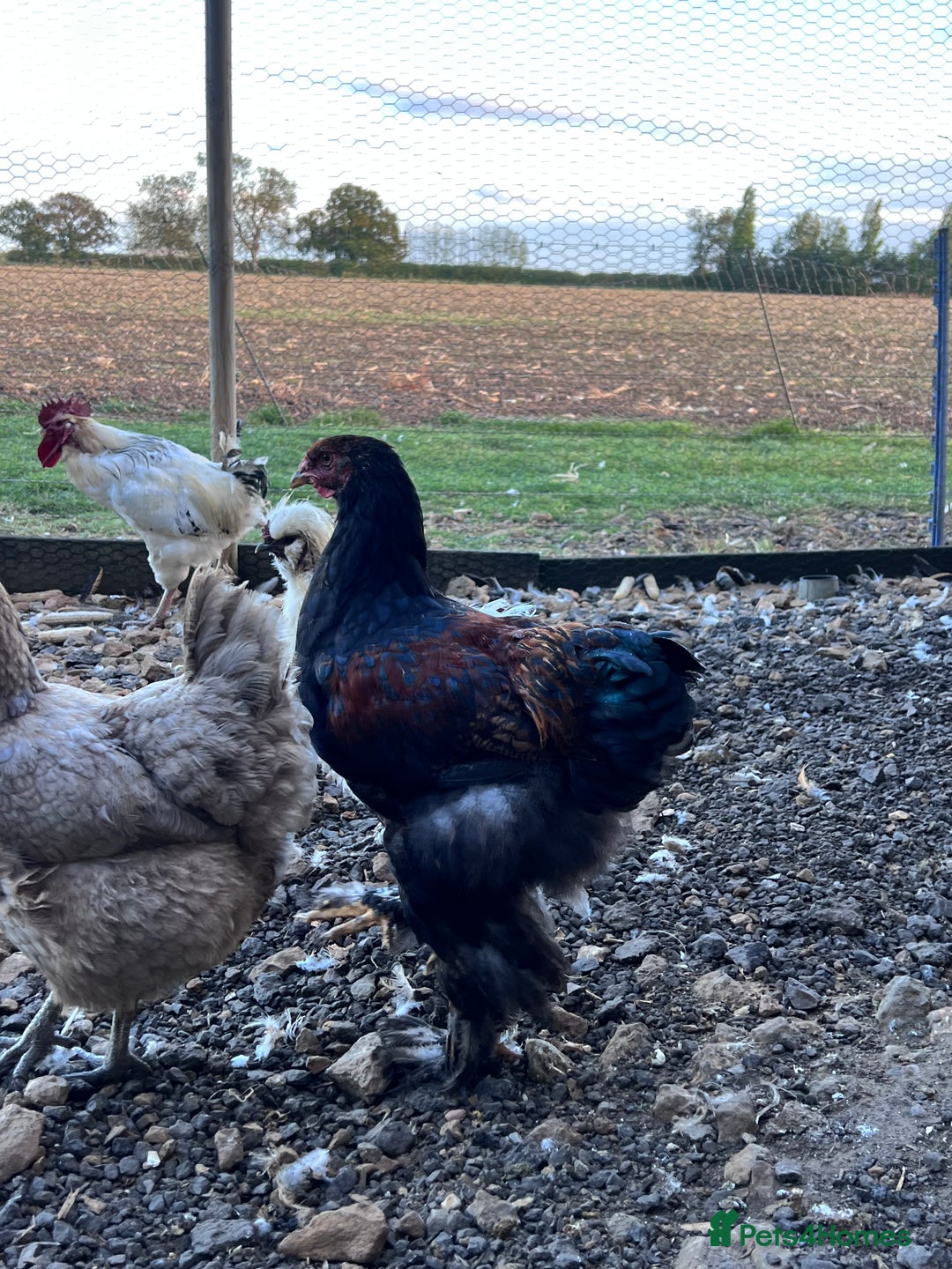 Hens poultry for sale: Rare Buff Brahma Boys-calm and stunning - Image 9