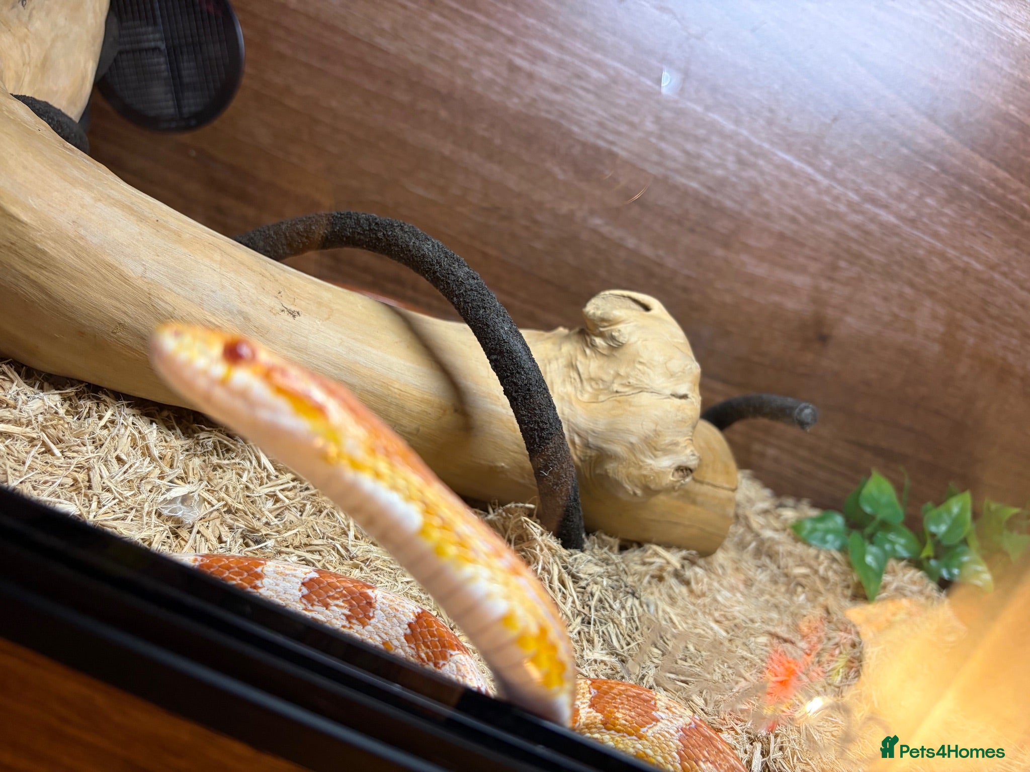 Corn Snake reptiles Corn snake with complete set up - Advert 1